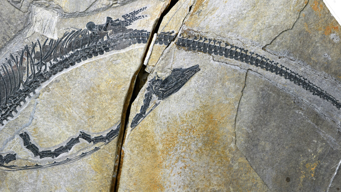 In diesem Fossil der Art "Austronaga minuta" wurde der älteste bisher bekannte Magen gefunden. 20260729153058279.jpg