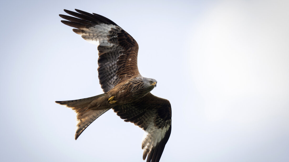 Rotmilane ernähren sich zum Teil von im Strassenverkehr überfahrenen Tieren. (Archivbild) 20251207110015485.jpg