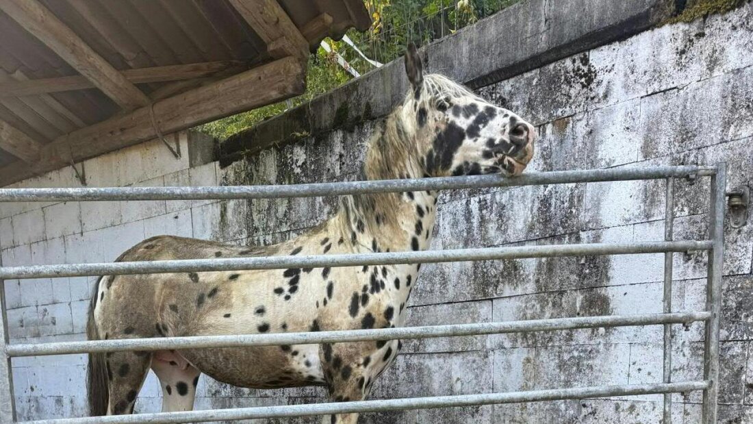 Die Aargauer Kantonsbehörden haben unter anderem dieses vernachlässigte Pferd auf einem Hof im Fricktal beschlagnahmen lassen. 20261013102430268.jpg