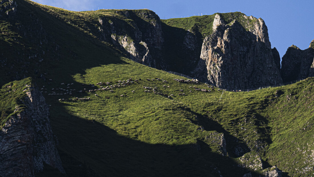 Schafe weiden auf der Alp Halde in den Flumserbergen. (Archivbild) 20250709110330239.jpg