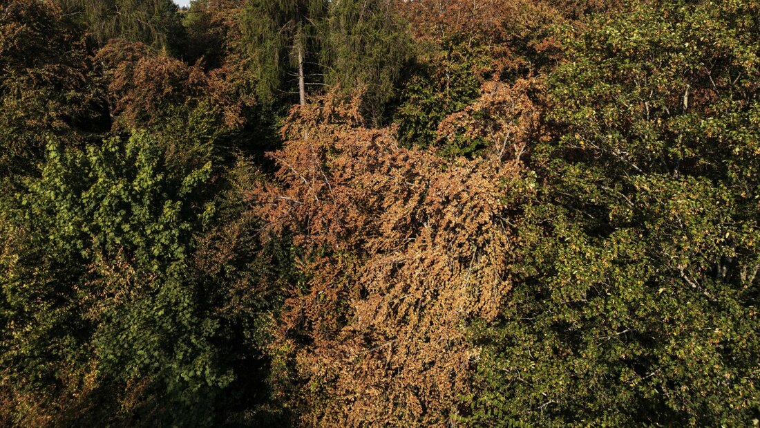 Die Trockenheit macht den Wald zur Gefahrenquelle. (Symbolbild) 20260813123650583.jpg