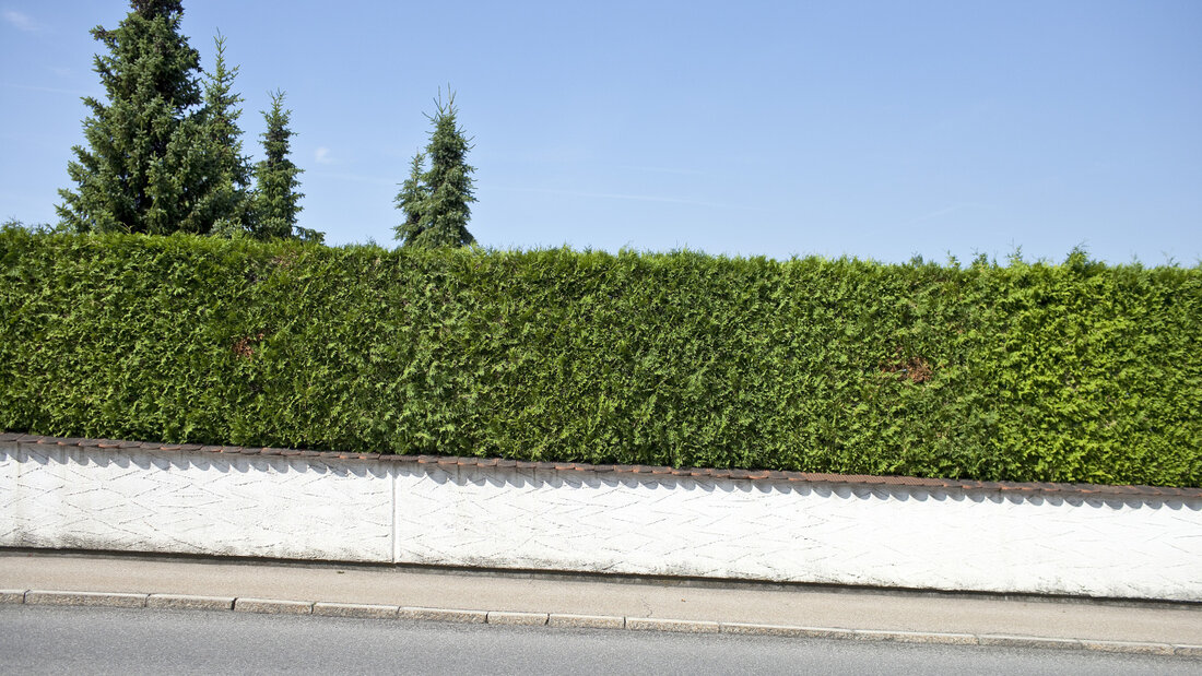 In einer St. Galler Gemeinde zündete ein Mann die Thuja-Hecke seines Nachbarn an. (Symbolbild) 20260825115421361.jpg