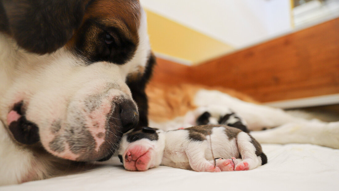 Im Barryland in Martigny werden jedes Jahr rund 20 Welpen geboren. Im Bild: Edène mit einem ihrer insgesamt sieben Jungen, die Ende Juli geboren wurden. 20220808181058501.jpg