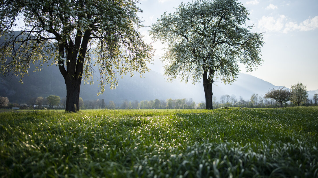 Ob die Wiesen auch im nächsten Frühling so saftig stehen? Eine Raupeninvasion macht der Natur im Kanton St. Gallen - im Bild Wiesen und Obstbäume in der Region Sargans - zu schaffen. (Archivbild) 20261016132159861.jpg