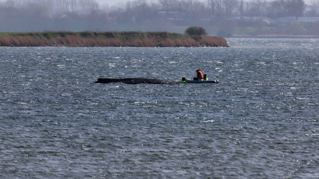 Der Buckelwal liegt am Nachmittag noch immer auf einer Sandbank vor der Insel Poel. Foto: Marcus Golejewski/dpa 20260406105614997.jpg