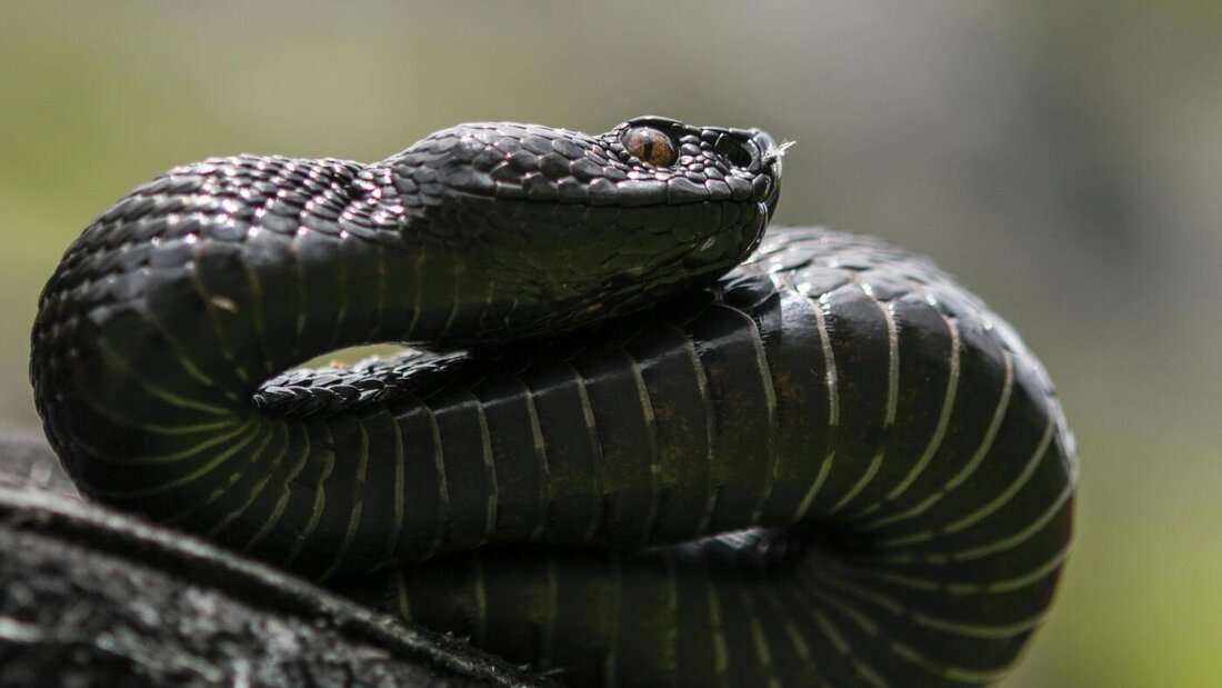 Mutmasslich eine Aspisviper hat am Montag einen 35-jährigen Kletterer bei Balsthal SO gebissen. Ein Rettungshelikopter flog den Mann ins Spital nach Bern, wo ein Gegengift bereitstand. (Symbolbild) 20260915163848218.jpg