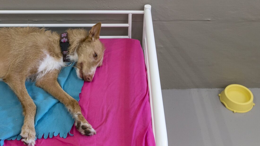 Auch Hunde leiden unter hohen Temperaturen. Auf anstrengende Spaziergänge soll deshalb verzichtet werden. (Archivbild) 20260716090048112.jpg