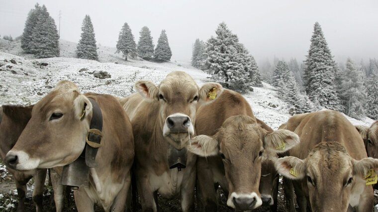 KEYSTONE/ARNO BALZARINI 20260127163817169.jpg