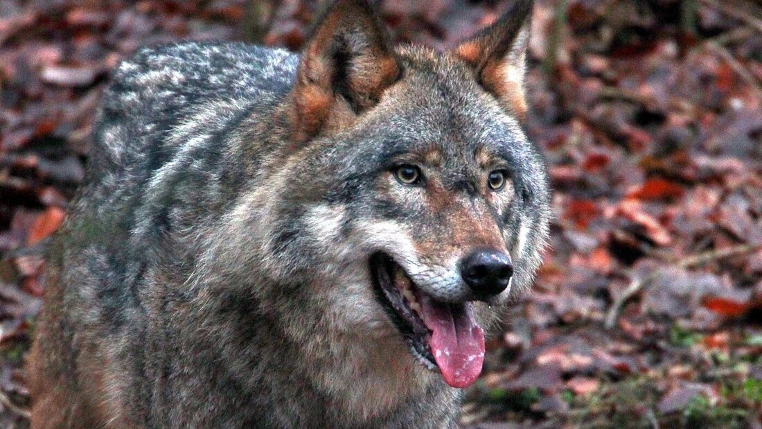 Der Wolf soll künftig auch in Jagdbanngebieten abgeschossen werden können. So schlägt es der Bund in einer Gesetzesrevision vor. (Symbolbild) 20260924092248443.jpg
