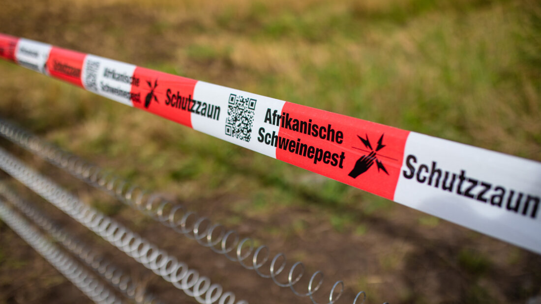 Europaweit nehmen die Fälle Afrikanischer Schweinepest derzeit zu. (Archivbild) 20260515111335013.jpg