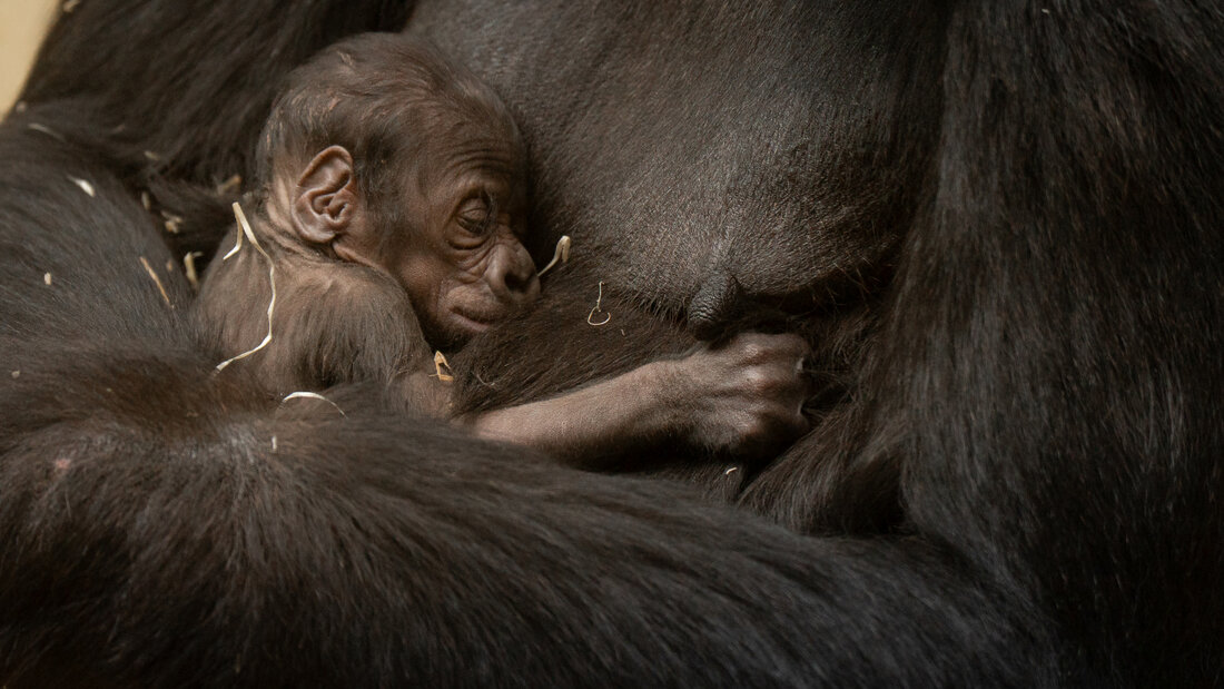 Gorilla-Nachwuchs in Zürich. Einen Namen hat das Jungtier noch nicht. 20260729085556397.jpg