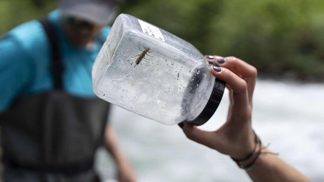 Durch das Einsammeln und der Analyse von Insekten lassen sich PFAS in der Umwelt messen. 20260918090021384.jpg