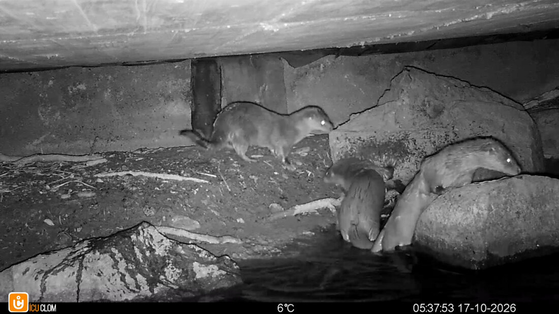 Diese Tierchen tappten im Engadin in die Fotofalle. 20261020105622972.jpg