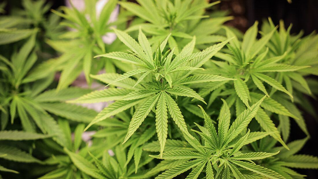 Erwachsenen in der Schweiz soll künftig ein strikt geregelter Zugang zu Cannabis ermöglicht werden. (Themenbild) 20250214165030671.jpg