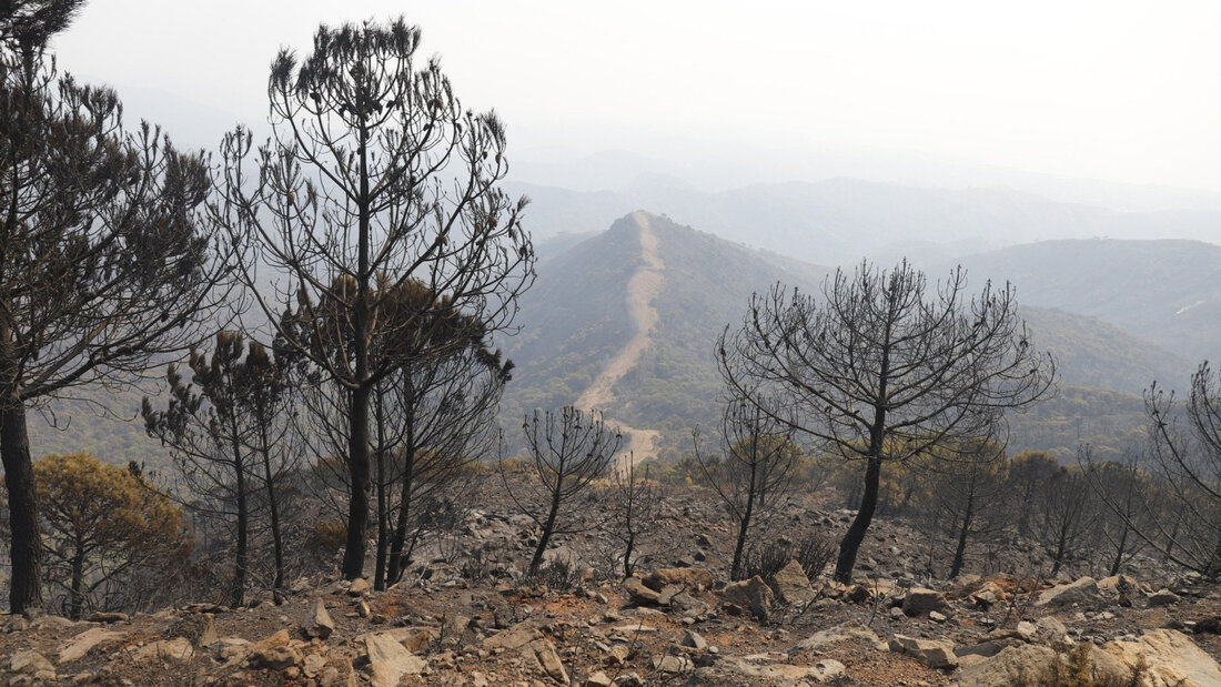 ARCHIV - Mindestens zwölf Menschen sind bei einem Waldbrand im Süden Spaniens gestorben. Foto: Álex Zea/EUROPA PRESS/dpa 20260710163233543.jpg