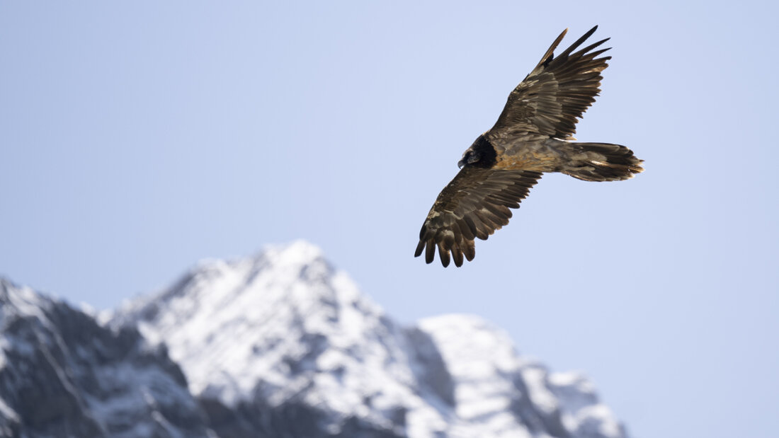 Bartgeier wurden laut der Stiftung Pro Bartgeier zu Beginn des 20. Jahrhunderts im Alpenraum ausgerottet. (Archivbild) 20250925063403589.jpg