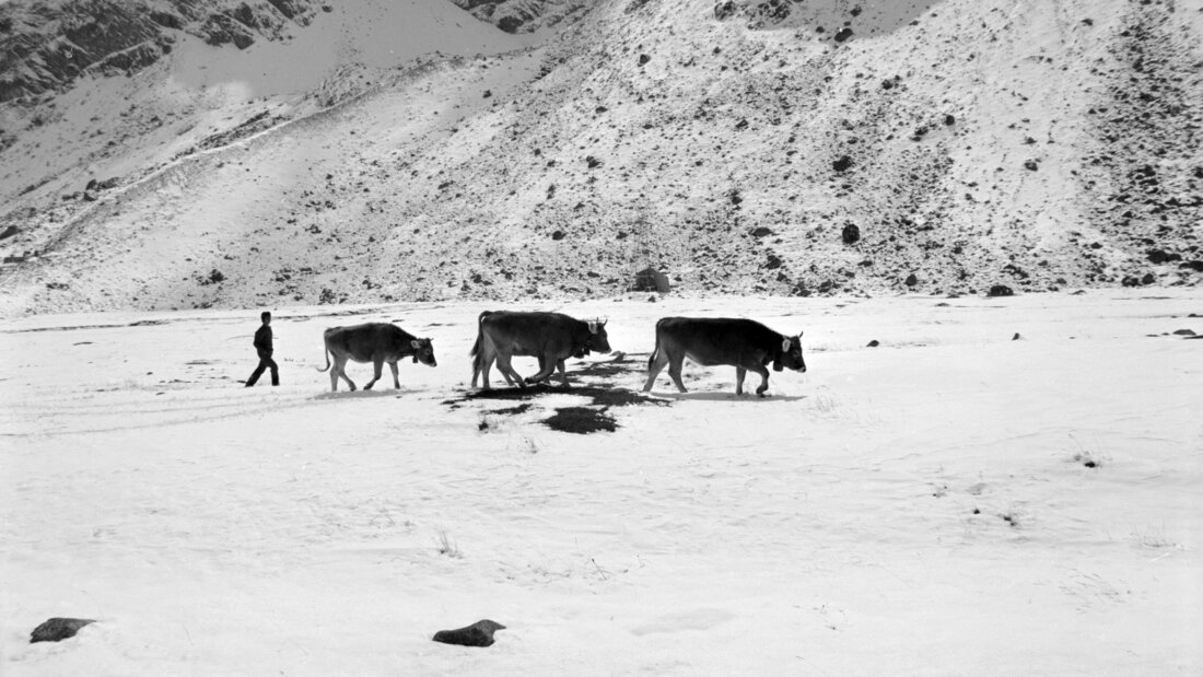 Anfang September 1976 brachte ein Temperaturfall Schnee in verschiedenen Regionen der Schweiz. Am Julierpass mussten rund 350 Rinder und Kühe vorzeitig zu Tal gebracht werden. Im Bild begleitet ein Hirte eine Gruppe von Tieren über das Schneefeld. (Archivbild) 20260830120026050.jpg