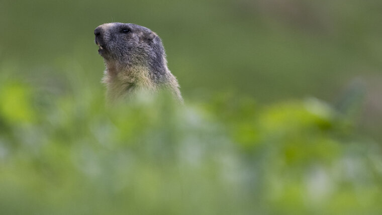 KEYSTONE/GIAN EHRENZELLER 20251228053006841.jpg