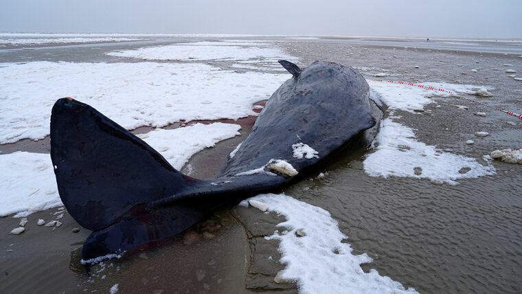 Keystone/Ritzau Scanpix/AP/Mads Claus Rasmussen 20260222124551441.jpg