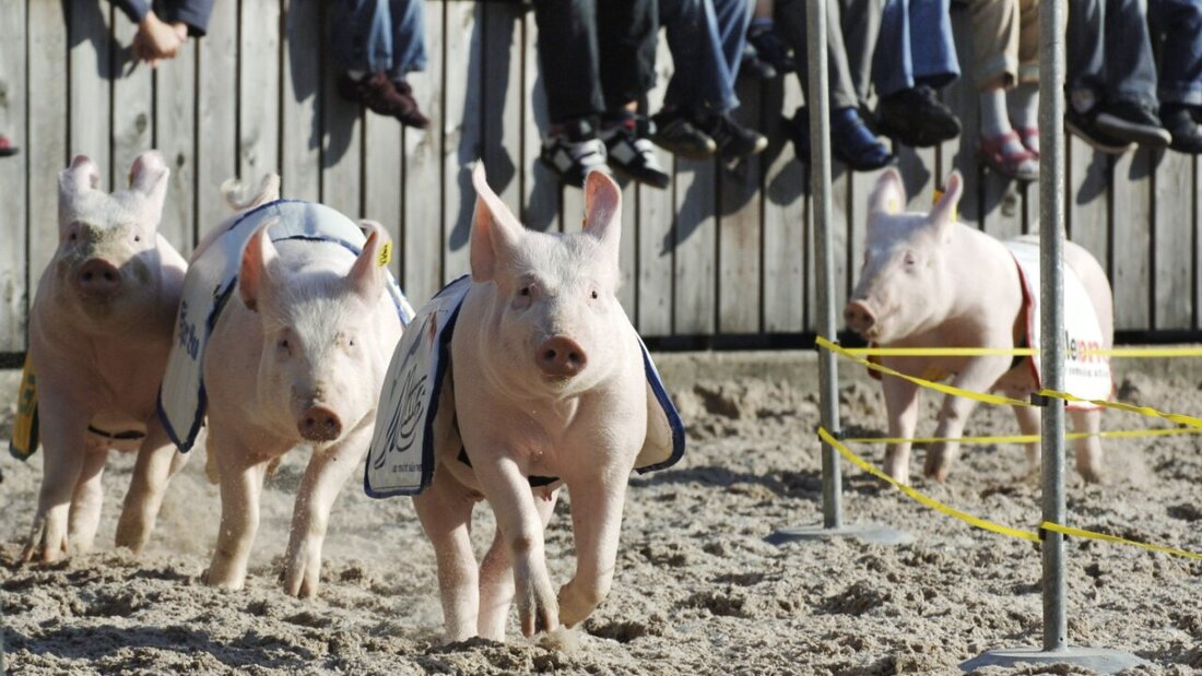 Das Olma-Schweinerennen ist bewegt nicht nur die Zuschauer, sondern auch die Juristen. (Archivbild) 20250414113006107.jpg