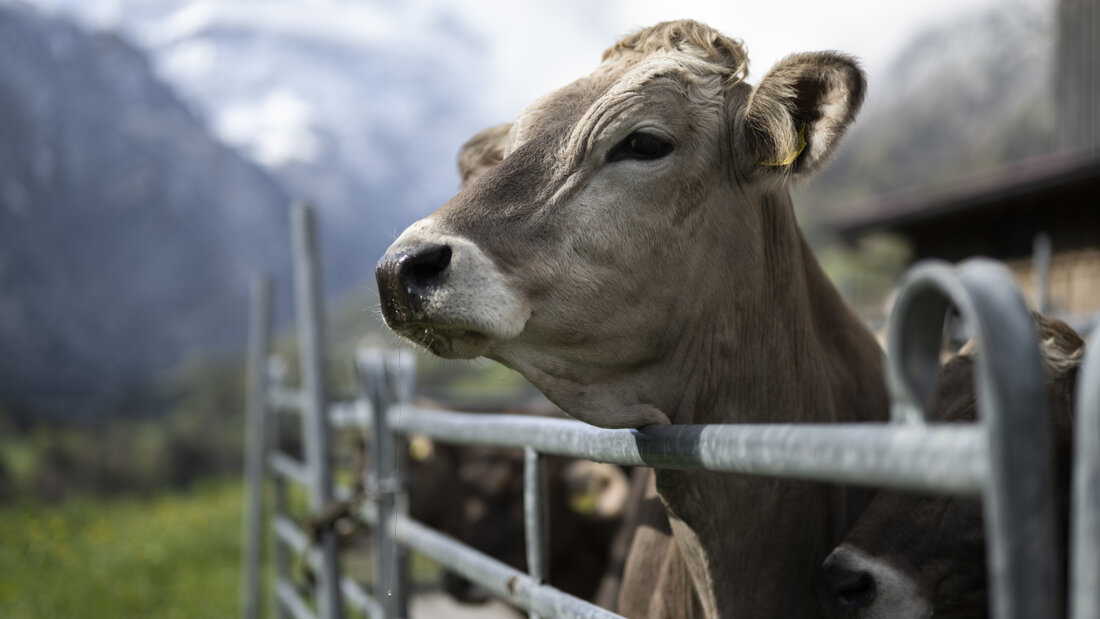 Die meisten dürfen nicht raus: Eine Tierschutzinitiative will das nun ändern und den Auslauf für jährlich mehr als achtzig Millionen Tiere in der Landwirtschaft verbindlich festlegen. (Archivbild) 20260723093517531.jpg