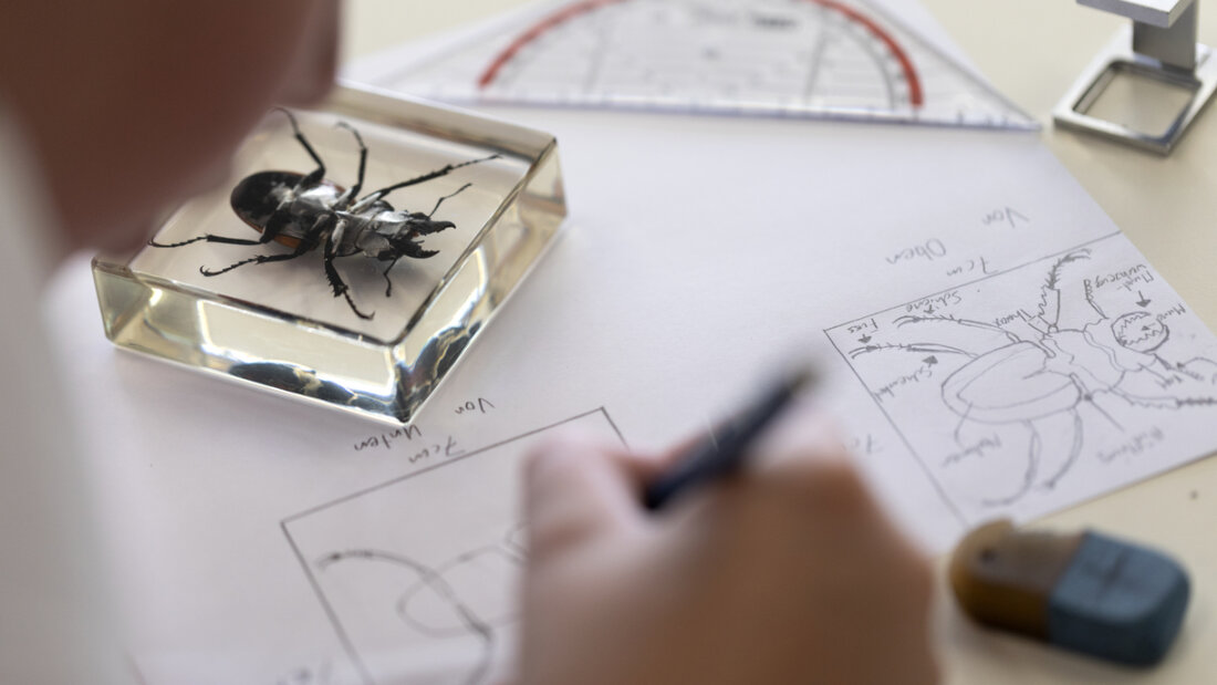 Neu kann man an Berufsschulen Titel wie "Professional Bachelor" oder "Professional Master" erlangen. (Themenbild) 20251210100859240.jpg