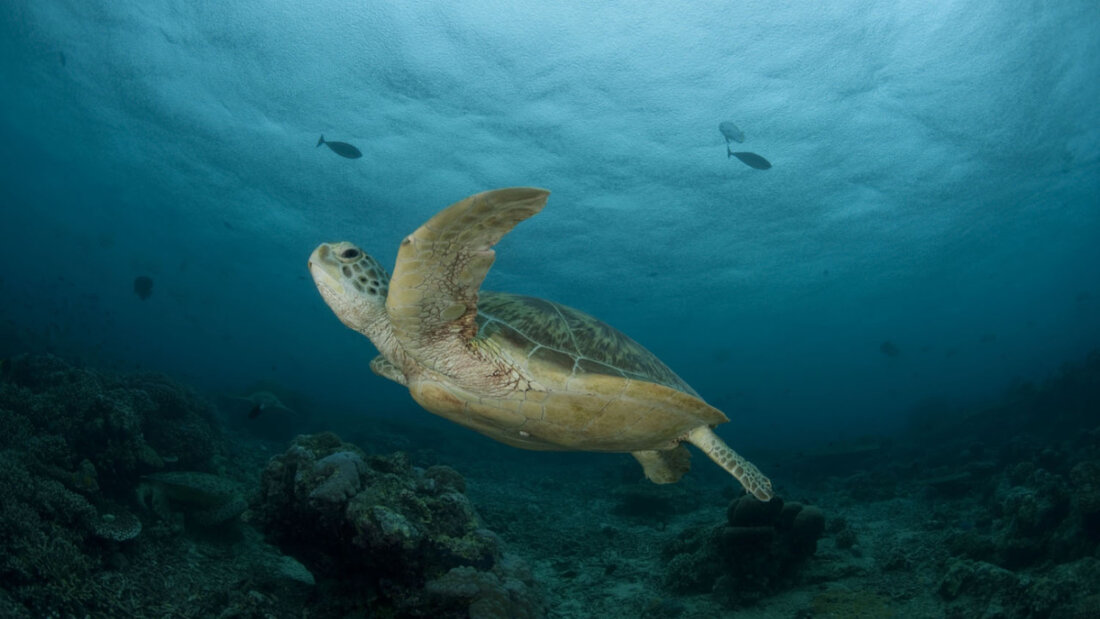Höhere Temperaturen am Strand können zum Absterben von Schildkröten-Eiern führen oder dazu, dass nur noch Weibchen schlüpfen. (Archivbild) 20250223063008647.jpg