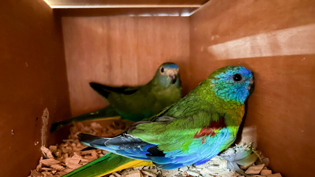 Das Bundesamt für Zoll und Grenzsicherheit hat an der Schweizer Grenze eine international agierende Vogelschmugglerbande erwischt. 20260107120939103.jpg