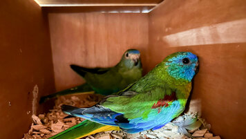 Bundesamt für Zoll und Grenzsicherheit 20260107120939103.jpg