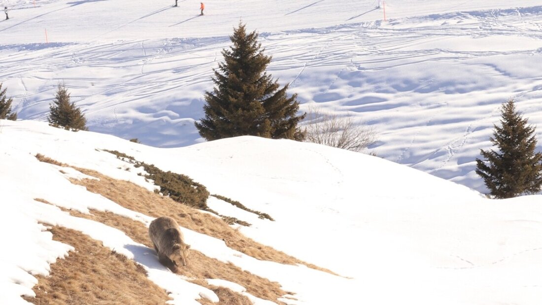 Ein seltener Anblick: Bärin Jamila ist trotz Winterruhe in der Aussenanlage des Bärenlands in Arosa zu sehen. Grund sind die milden Temperaturen. 20260210095454327.jpg