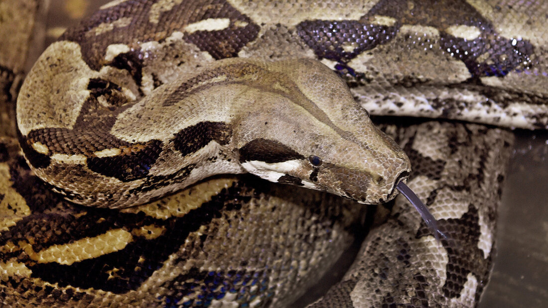 ARCHIV - Eine Abgottschlange, auch bekannt unter den Namen Königsboa oder Boa constrictor, liegt am 03.02.2017 in einem Käfig der Wildtier- und Artenschutzstation Sachsenhagen (Niedersachsen) Foto: Holger Hollemann/dpa 20260820142658541.jpg