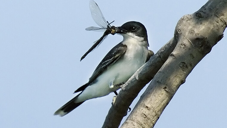 KEYSTONE/AP BURLINGTON FREE PRESS/GLENN RUSSELL 20250923144044598.jpg