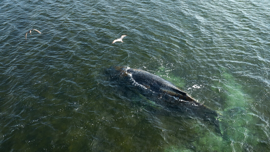 HANDOUT - Eine Drohnenaufnahme herausgegeben von Greenpeace zeigt den Buckelwal in der Wismarbucht. Dem in der Wismarbuch liegenden Buckelwal geht es nicht gut. Einer Meeresschutz-Expertin der Organisation Greenpeace zufolge wirkt der Wal weiterhin allgemein geschwächt. Foto: Daniel Müller/Greenpeace Germany/dpa - ACHTUNG: Nur zur redaktionellen Verwendung im Zusammenhang mit der aktuellen Berichterstattung und nur mit vollständiger Nennung des vorstehenden Credits; keine Archivierung, 20260330205640719.jpg