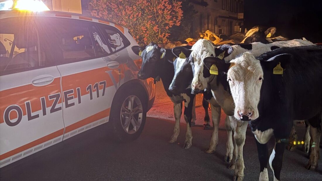 Die Polizei traf in der Nacht auf Freitag mehrere Rinder auf der Strasse in Walzenhausen AR an. 20260508121125254.jpg