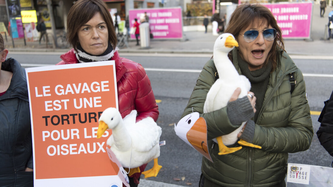 "Zwangsfütterung ist Folter für Vögel" steht auf dem Plakat einer Tierschutzaktivistin 2018 bei einer Aktion gegen Stopfleber in Lausanne. (Archivbild) 20260608174633612.jpg