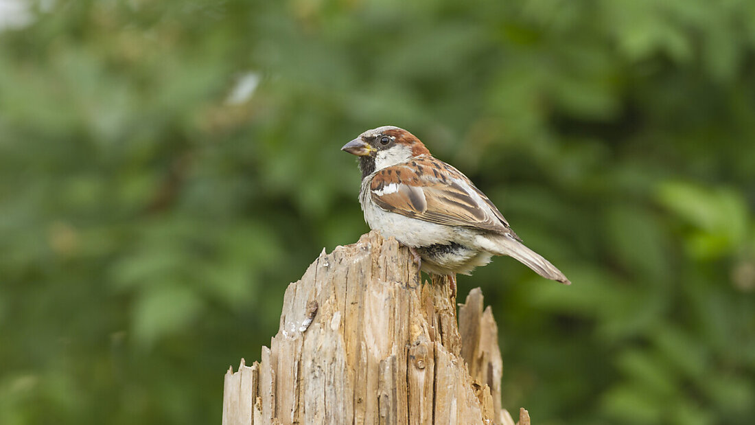 Im Alter sind Spatzen weniger gesellig als in jüngeren Jahren, wie Forschende herausfanden. (Archivbild) 20241102063032285.jpg