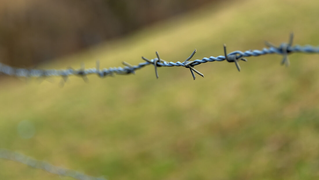 Nicht mehr benötigte Zäune aus Stacheldraht am Waldesrand sind eine grosse Gefahr für Wildtiere. Im Kanton St. Gallen wurden sie verboten. (Archivbild) 20250423120438077.jpg