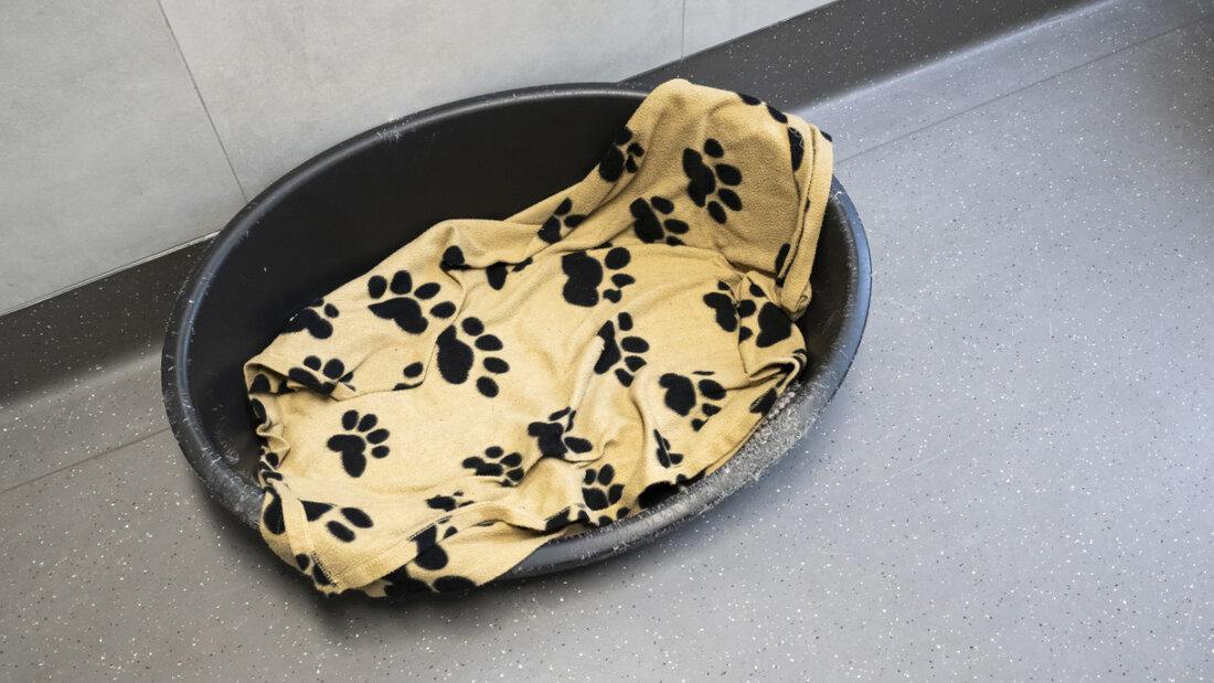 In einer Zürcher Hundepension starben elf Hunde. Die Polizei geht von einer Vergiftung aus. (Symbolbild) 20251103165144415.jpg