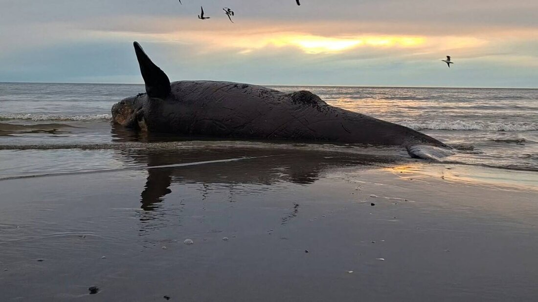 Ein toter Jungwal liegt am Strand bei Puerto Madryn. Foto: Jordana Ibanez/dpa - ACHTUNG: Nur zur redaktionellen Verwendung im Zusammenhang mit dem genannten Text und nur bei vollständiger Nennung des vorstehenden Credits 20260926102820840.jpg