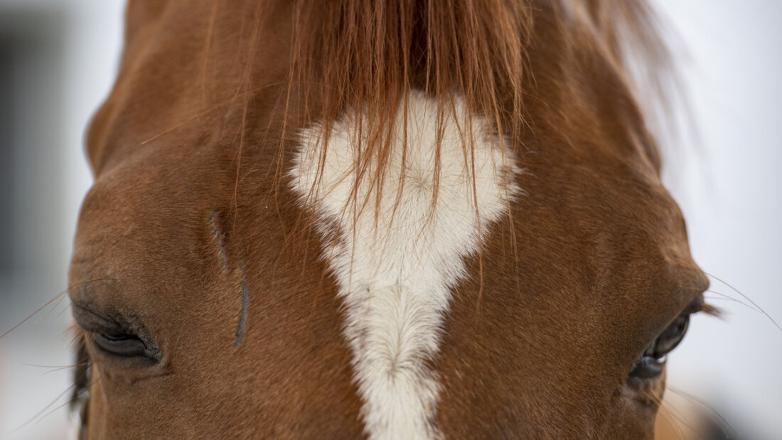 Über 30 Pferde aus dem Tierschutzfall von Ramiswil SO suchen seit Mittwochmorgen neue Besitzende. (Symbolbild) 20251126090100114.jpg