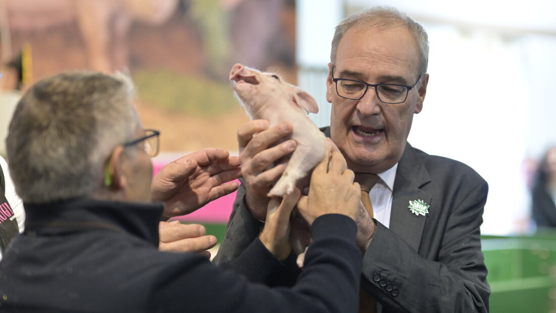 Olma-Säuli Vivienne war nervös. Bundesrat Guy Parmelin versuchte vergeblich, das Ferkel zu beruhigen. 20261008123202911.jpg