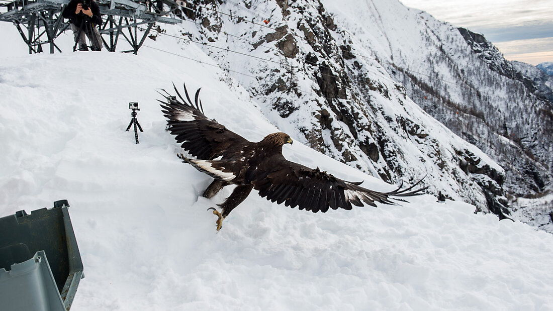 Steinadler standen in der Schweiz einst kurz vor dem Aussterben. Mittlerweile hat sich der Adlerbestand laut der Vogelwarte Sempach erholt und ist heute in den Alpen nahezu gesättigt. (Archivbild) 20240916092711418.jpg