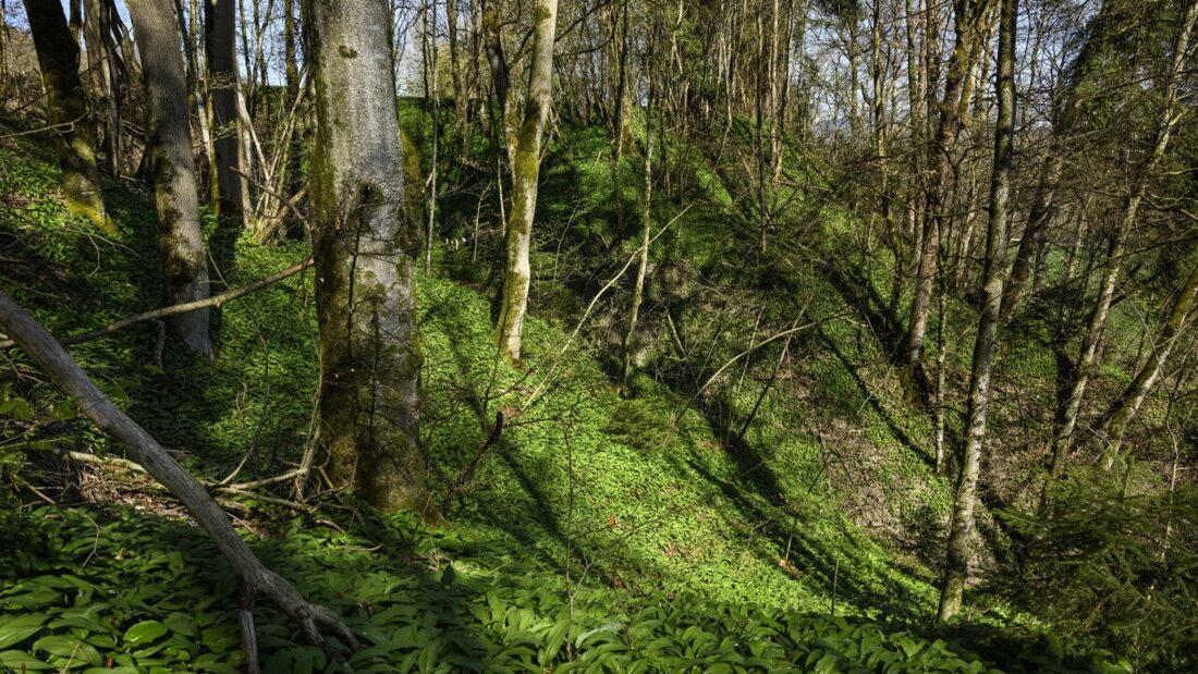In vielen Schweizer Wäldern wachsen nicht ausreichend junge Bäume nach. (Symbolbild) 20260303083653399.jpg