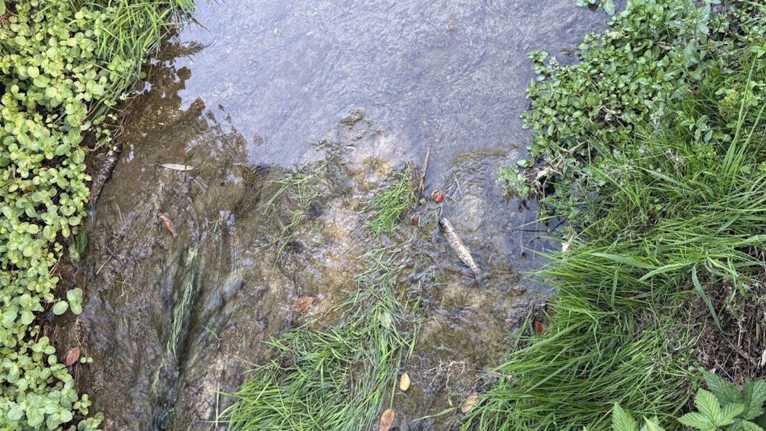 Am Samstagnachmittag stellten die Behörden im Mühlebach in Bazenheid zahlreiche tote Fische fest. 20260914160102625.jpg