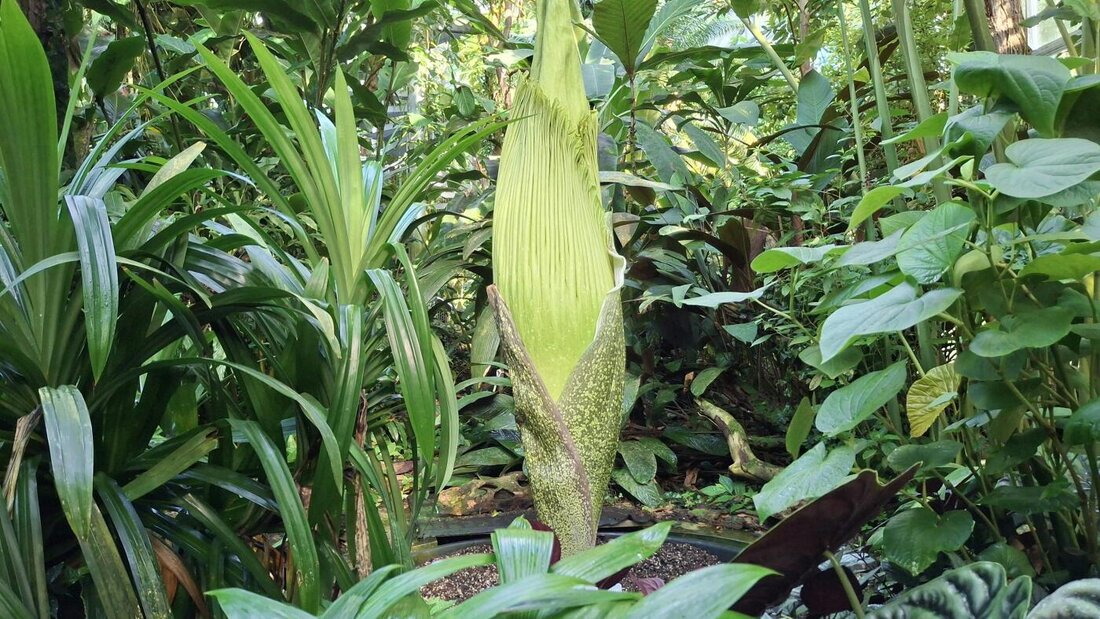 Ein spektakuläres Naturereignis kündigt sich im Botanischen Garten der Universität Basel an: Die Titanzwurz steht kurz vor der Blüte. 20260807084740863.jpg