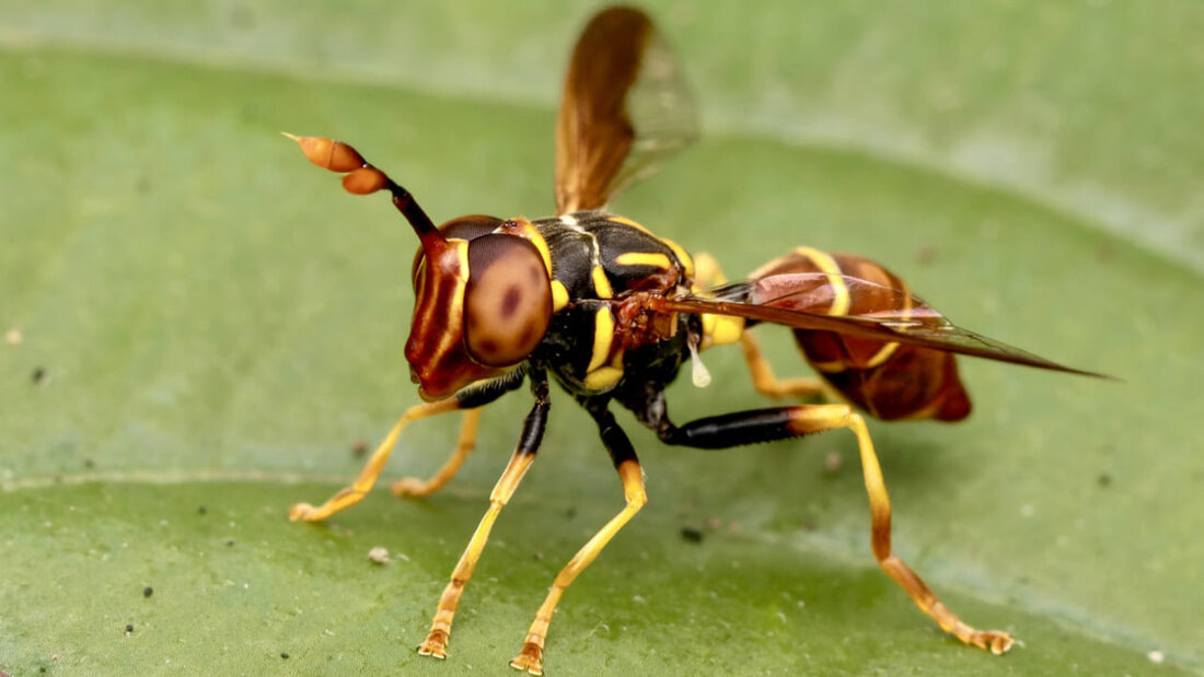 Ein Hobbyforscher hat die neue Schwebfliegenart Monoceromyia ndidiae entdeckt. 20260526113115347.jpg