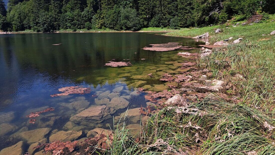 Im Glarner Obersee blühen die Blaualgen. Um mögliche gesundheitliche Risiken zu vermeiden, warnt der Kanton vor Wasserkontakt. 20250813184109445.jpg