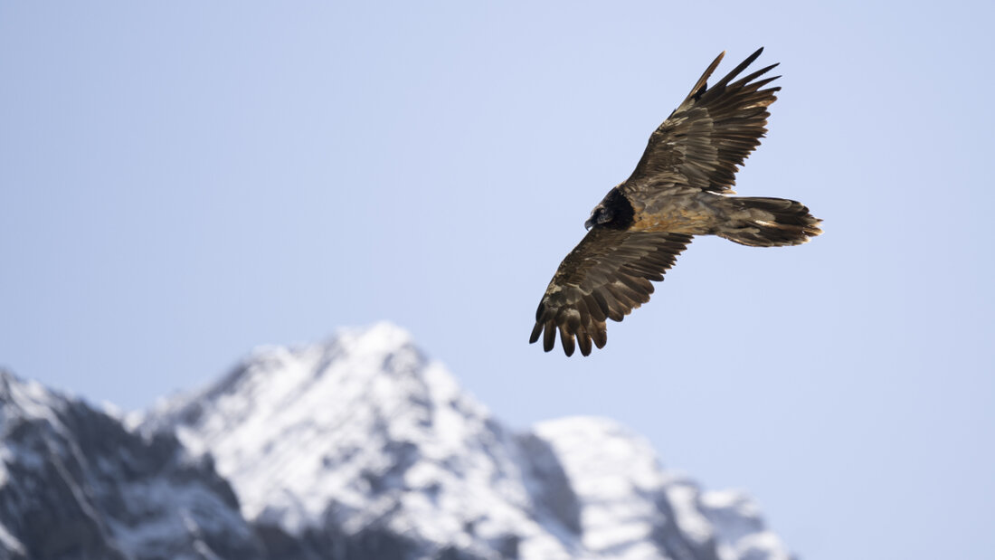 Bald werden auch Joschi und Wildi durch die Lüfte fliegen. (Archivbild) 20260525180031743.jpg