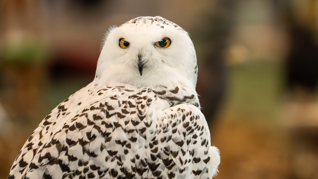 ARCHIV - Eine Schneeeule ist bei der Heimtiermesse ANIMAL auf dem Messegelände der Messe Stuttgart zu sehen. Die Messe bietet eine breite Palette an Themen rund um Haustiere, darunter Streicheltiere, Exoten, Rasseschauen und Gesundheitschecks. Foto: Silas Stein/dpa 20260330053522680.jpg