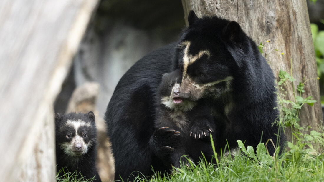 Die beiden Nachwuchs-Brillenbären Auki und Amaru entdecken mit ihrer Mutter Rica das Gehege im Zoo Zürich. 20260520120107996.jpg